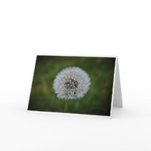 Dandelion, tarjeta