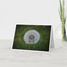 Dandelion, tarjeta