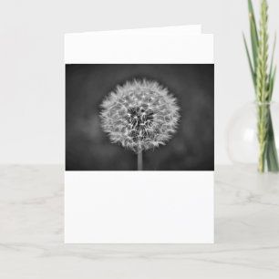Dandelion, tarjeta