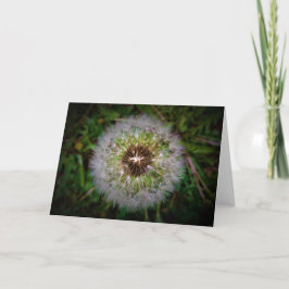 Dandelion, tarjeta