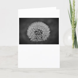 Dandelion, tarjeta
