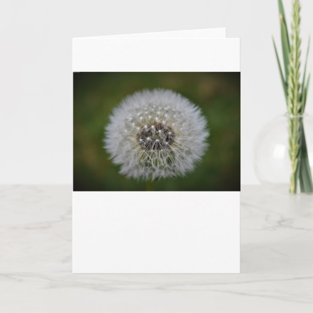 Dandelion, tarjeta (Anverso)