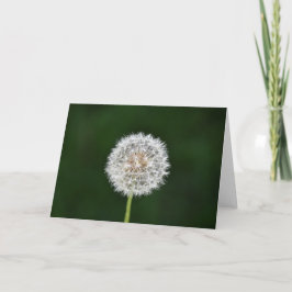 Dandelion, tarjeta