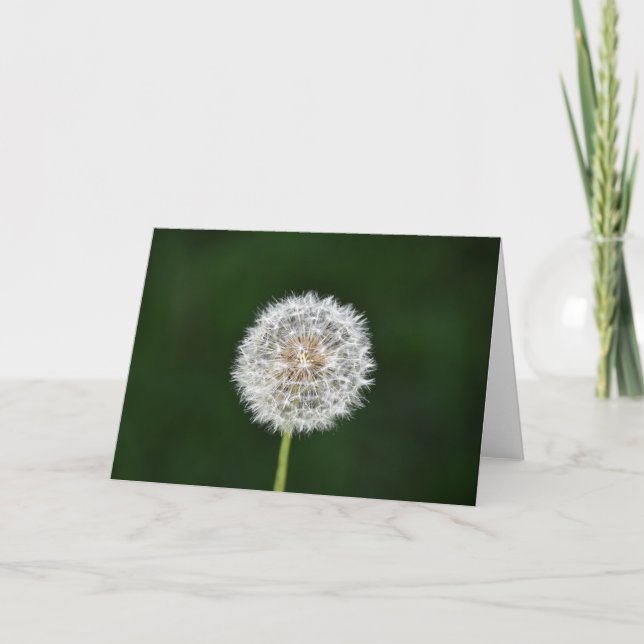 Dandelion, tarjeta (Anverso)