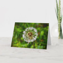 Dandelion, tarjeta