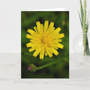 Dandelion, tarjeta