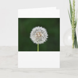 Dandelion, tarjeta