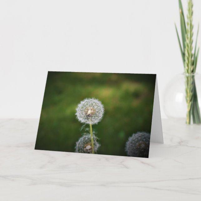 Dandelion, tarjeta (Anverso)