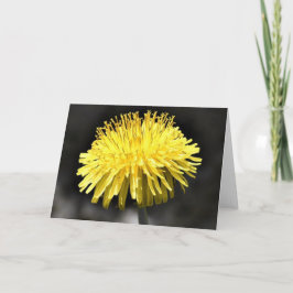 Dandelion, tarjeta