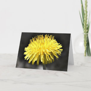 Dandelion, tarjeta