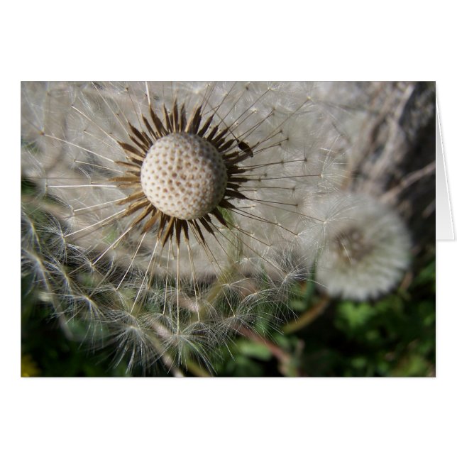 Dandelion Wishes (Anverso (Horizontal))