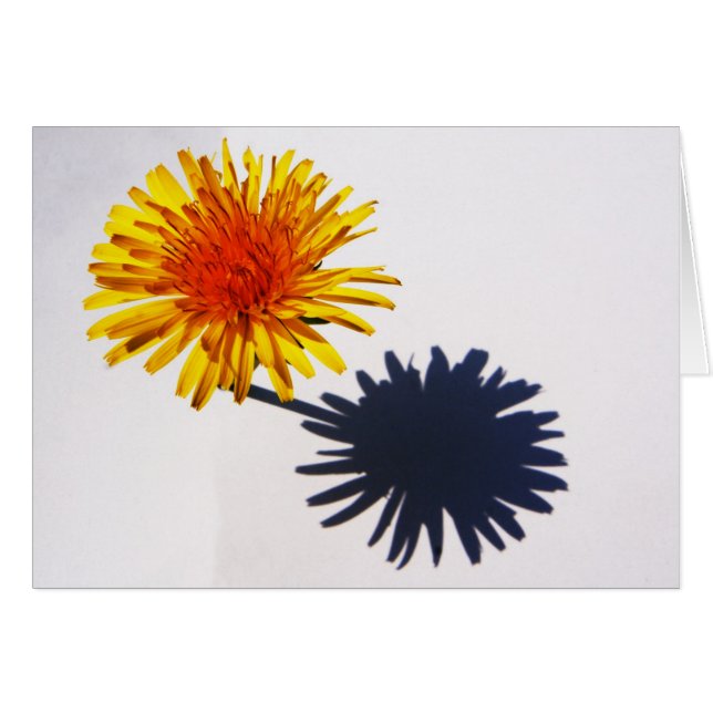 Dandelion y Shadow Gca (Anverso (Horizontal))