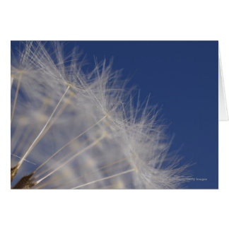 Dandelions