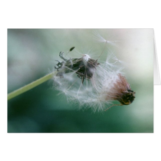Dandelions (Anverso (Horizontal))