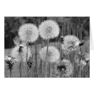 Dandelions en blanco y negro