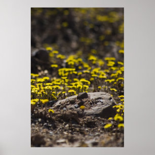 Dandelions In The Woods letra de arte