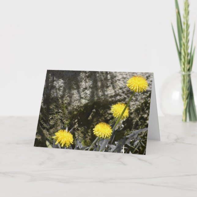 Dandelions, tarjeta (Anverso)