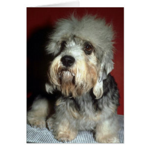 Dandie Dinmont