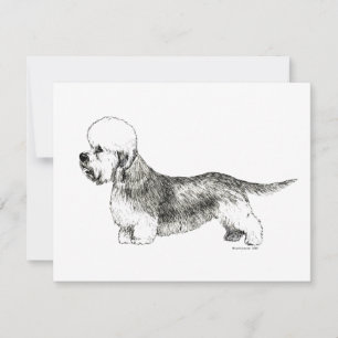 Dandie Dinmont Terrier