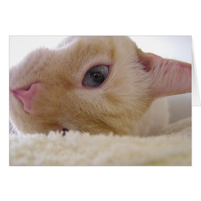 Daniel (Anverso (Horizontal))