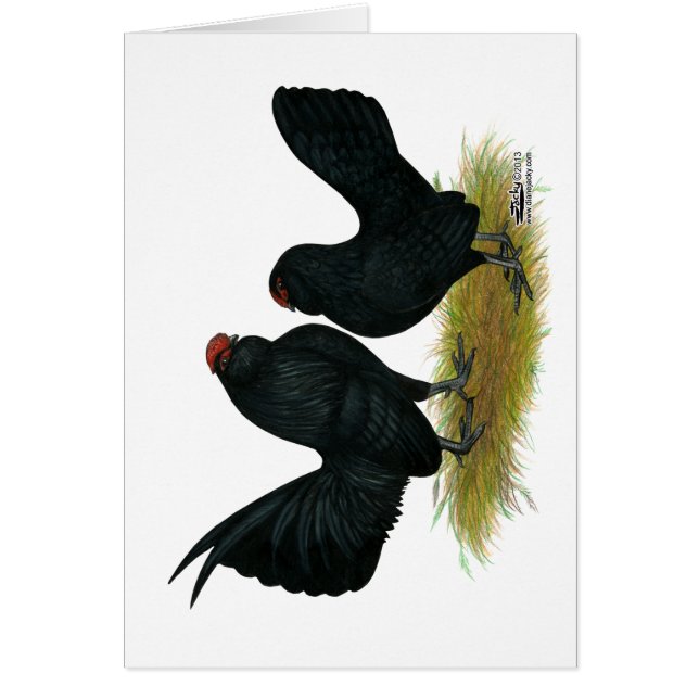 D'Anvers Black Bantams (Frente)
