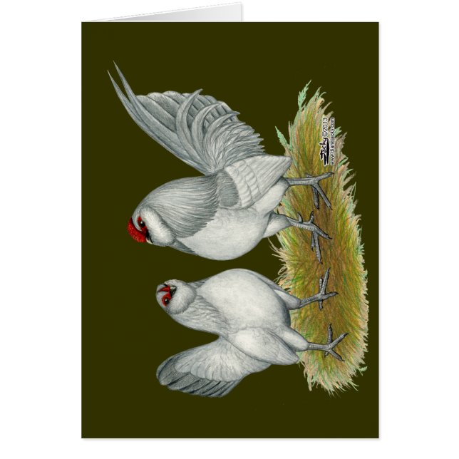 D'Anvers Self Blue Bantams (Frente)