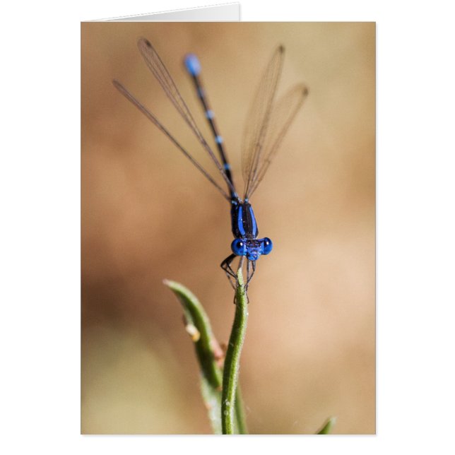 Danza de la Damselfly (Frente)