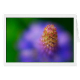 Danza del Lupine