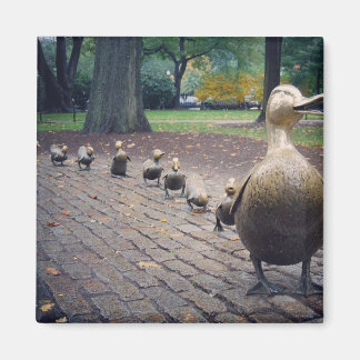 Dar Camino Al Imán De Los Ducklings