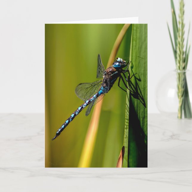 Darner Dragonfly de ojos azules gracias tarjeta (Anverso)