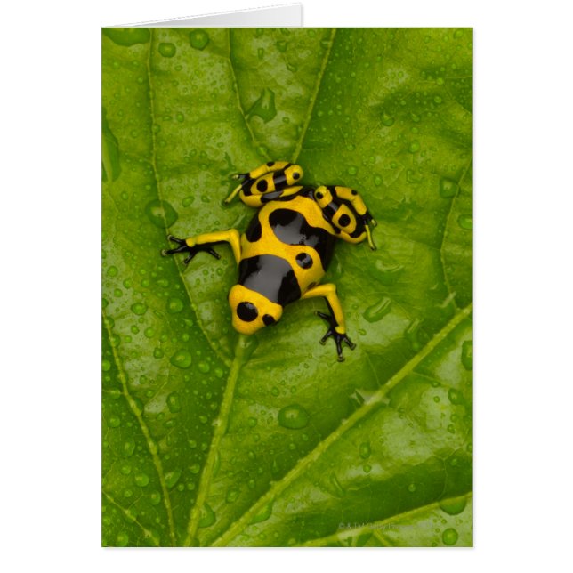 Dart Frog (Frente)