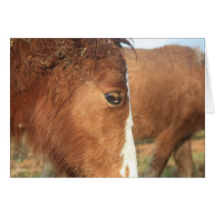 Dartmoor Ponies