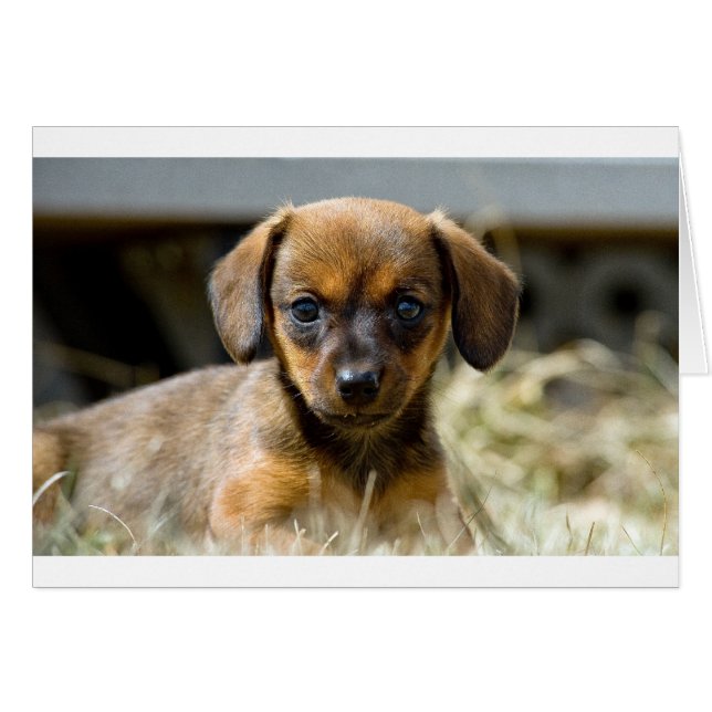 Daschund Pup (Anverso (Horizontal))