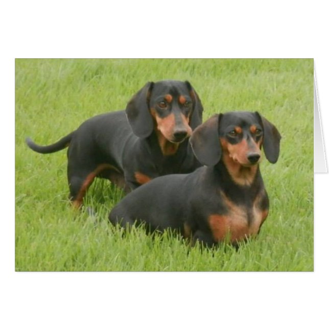 Dashunds (Anverso (Horizontal))