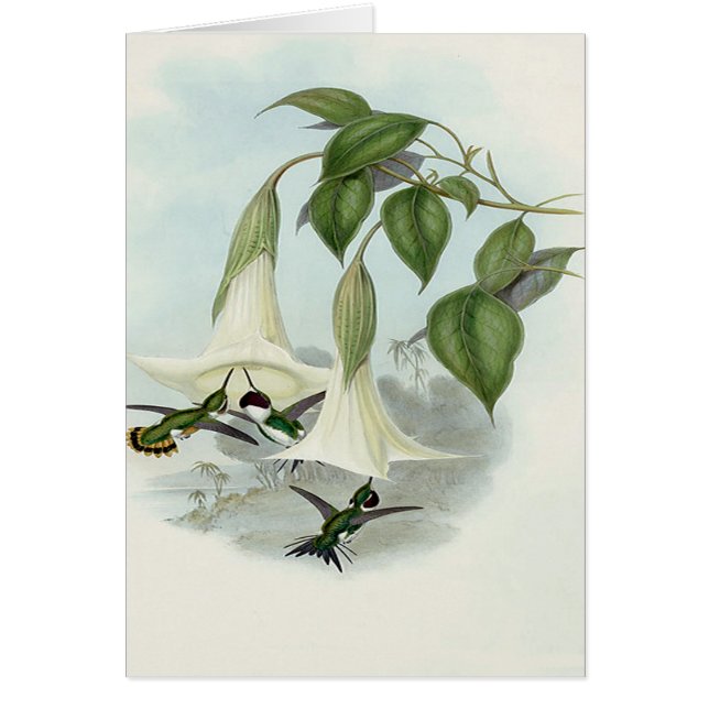 Datura y colibrí (Frente)
