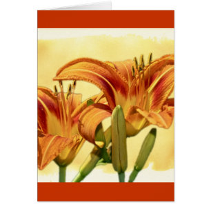Daylilies - Hemerocallis