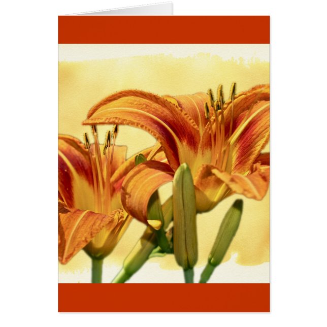 Daylilies - Hemerocallis (Frente)