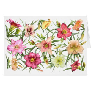 Daylilies por todas partes