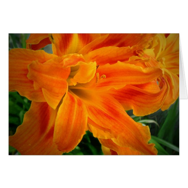 Daylily 08 (Anverso (Horizontal))