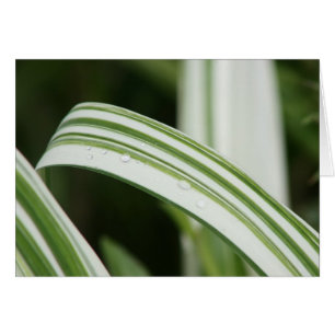 Daylily abigarrado de Kwanzo