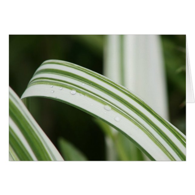 Daylily abigarrado de Kwanzo (Anverso (Horizontal))