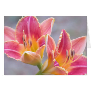 Daylily Art