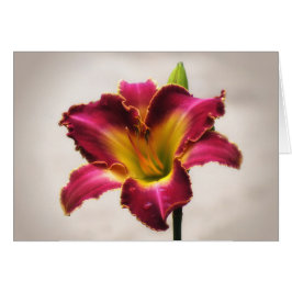 Daylily cherokee de la herencia