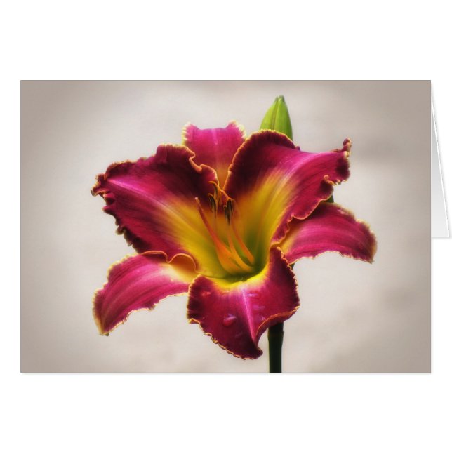 Daylily cherokee de la herencia (Anverso (Horizontal))