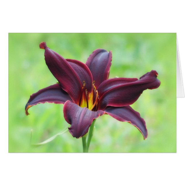 Daylily de la Revolución Americana (Anverso (Horizontal))