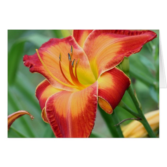 Daylily 'Fire incomparable (Anverso (Horizontal))