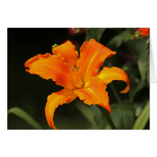 Daylily "grito principal "