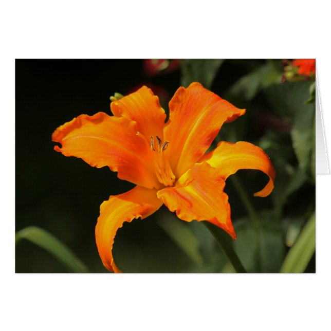 Daylily "grito principal " (Anverso (Horizontal))
