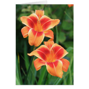 Daylily 'indignante