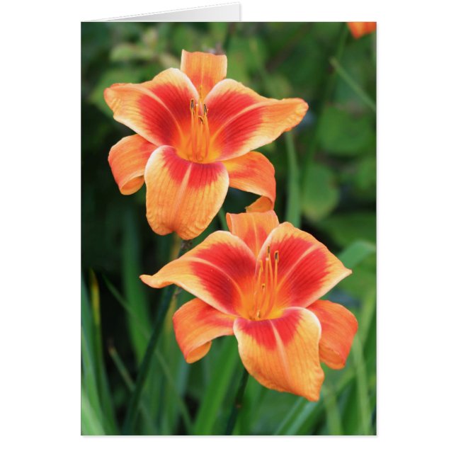 Daylily 'indignante (Frente)